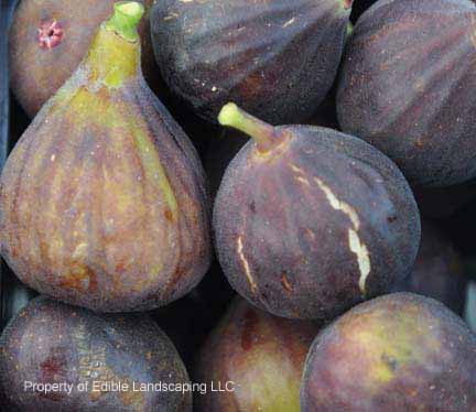 Fig Hardy Chicago ripe fruit
